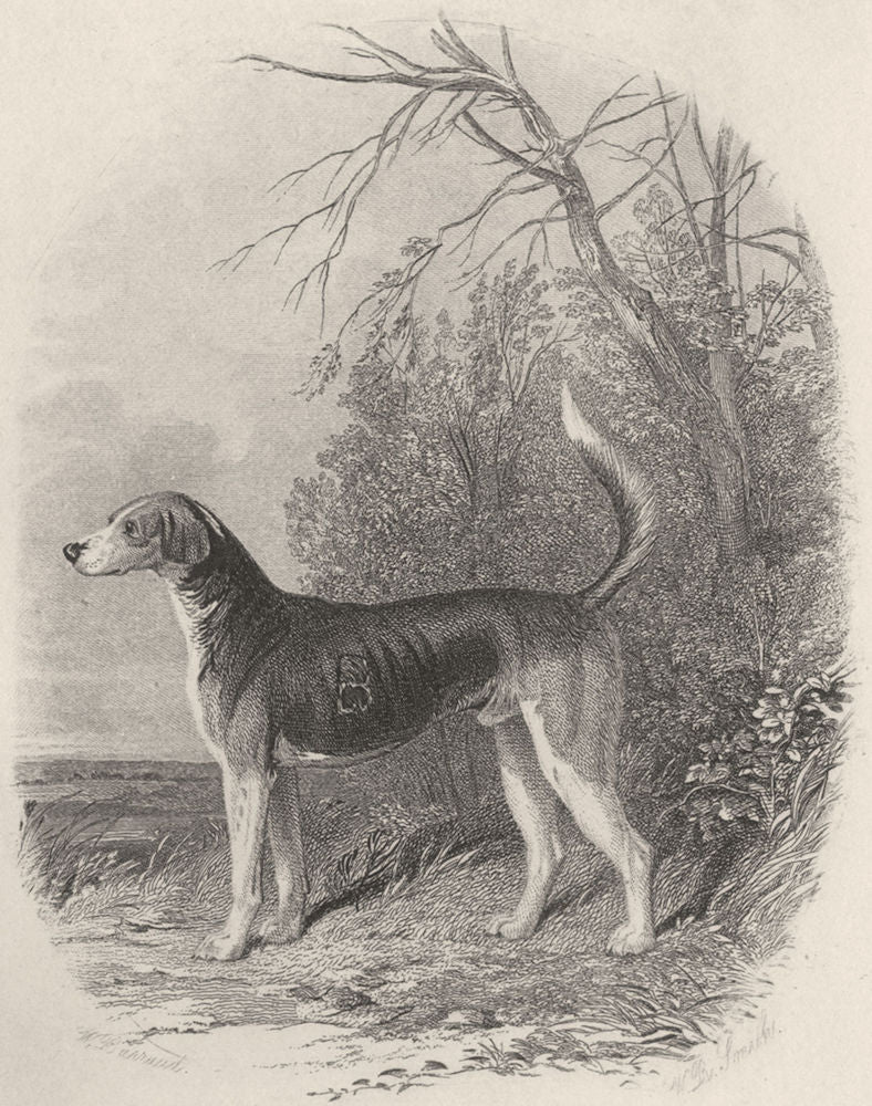DOGS. Fox Hounds (Foxhound) . Vignette (Edward Jesse) 1888 old antique print